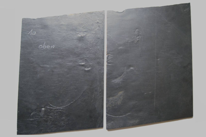 Taxocrinus stuertzi, Bundenbach