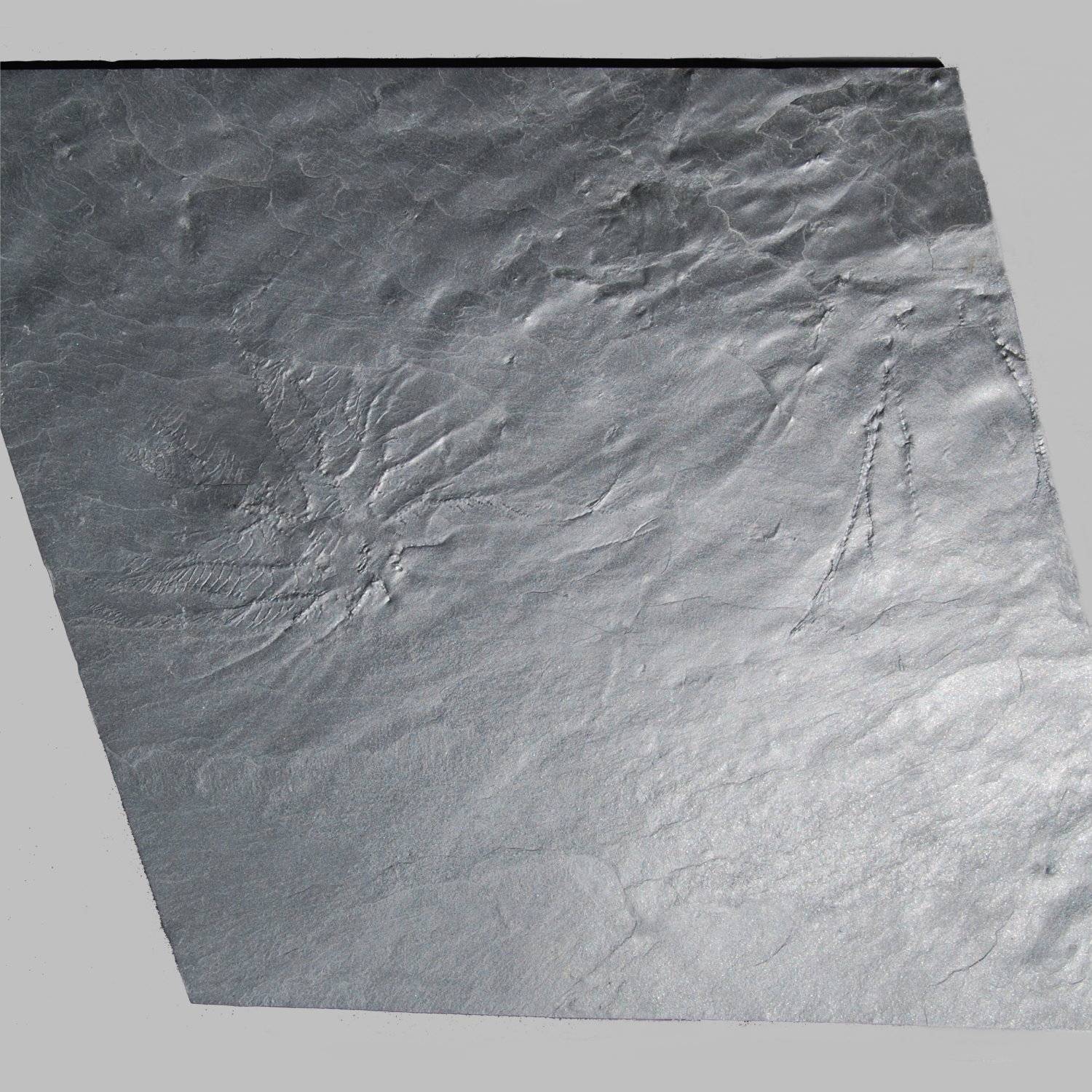 Hapalocrinus sp., Gastrocrinus giganteus; Bundenbach