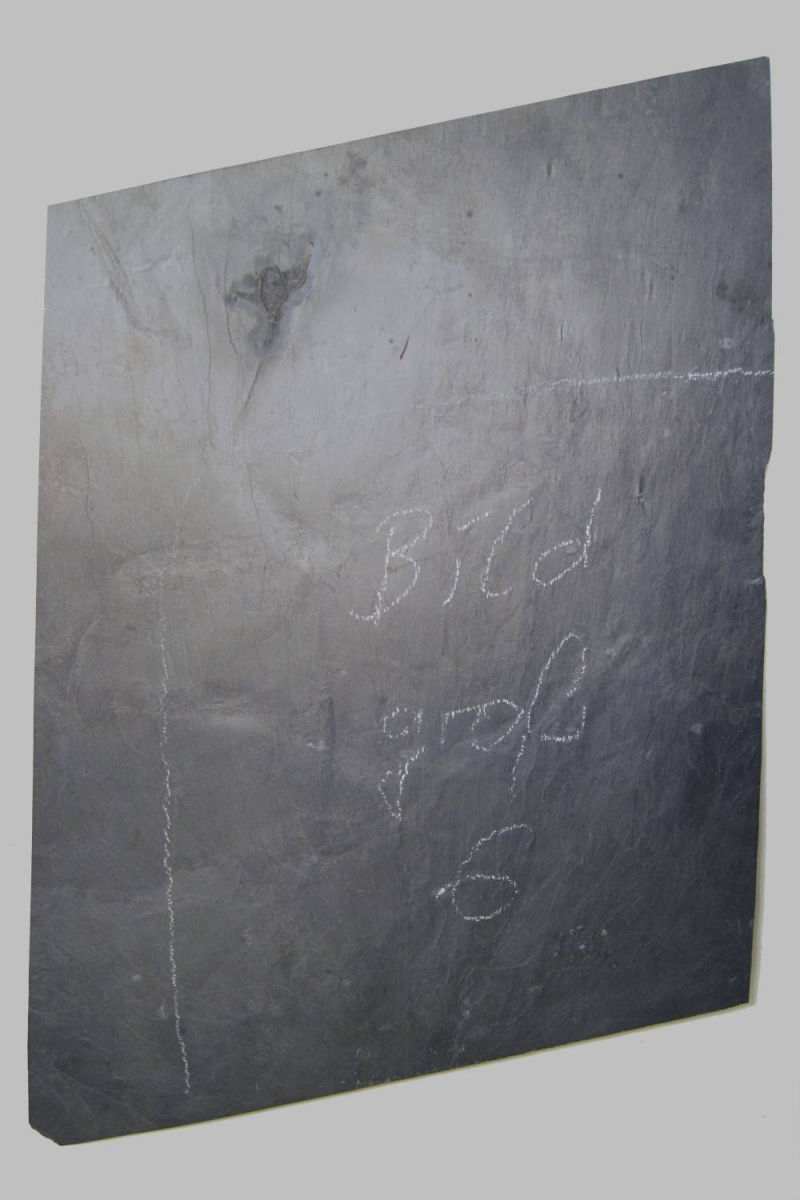 Taxocrinus stuertzi; Bundenbach