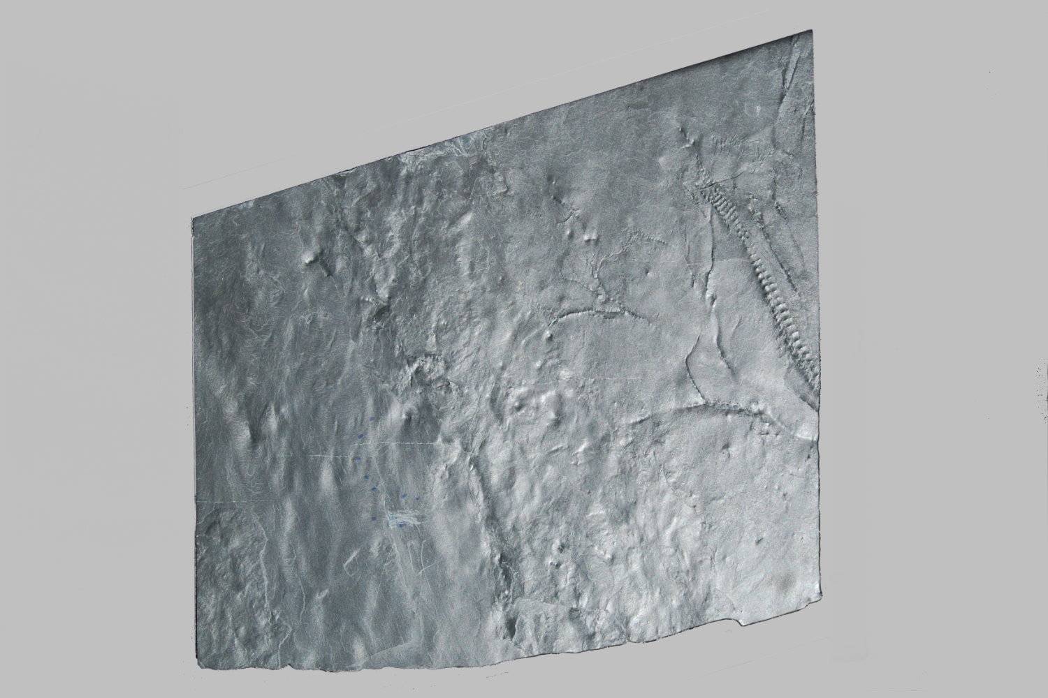 Gastrocrinus giganteus, Bundenbach