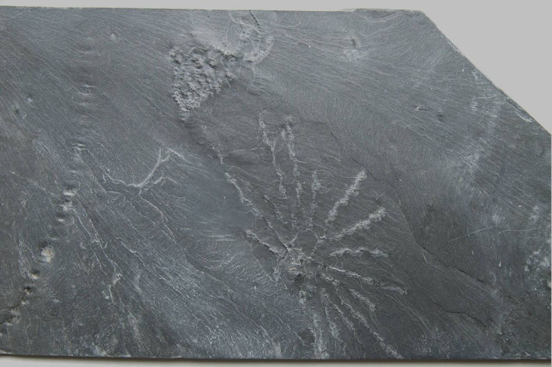 Taxocrinus stuertzi, Imitatocrinus gracilor; Bundenbach