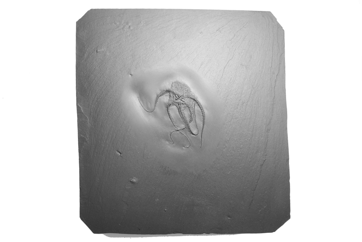 Bundenbachia benecki_Bundenbach