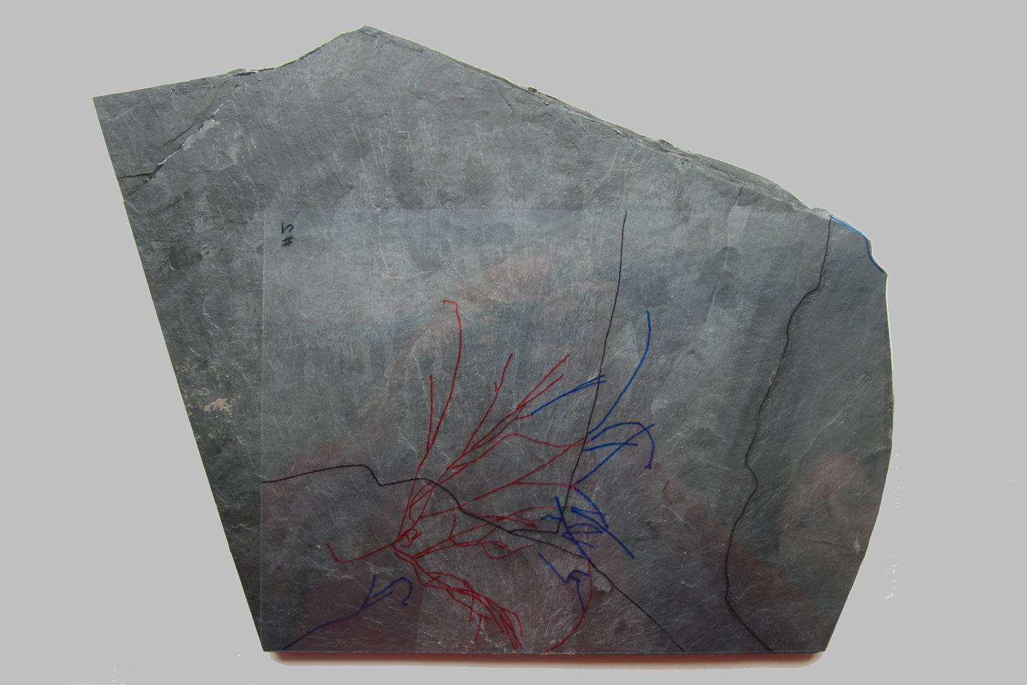 Follicrinus grebei, Bundenbach