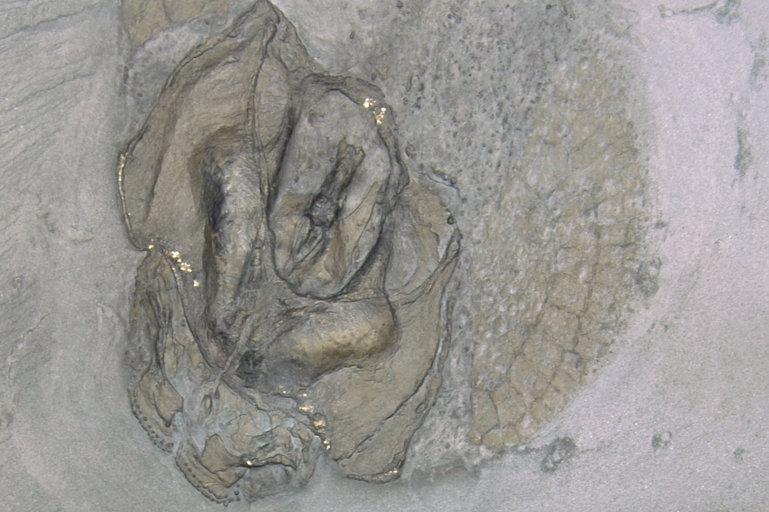 Gemuendina_stuertzi_Bundenbach_Detail