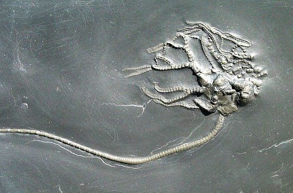 Codiacrinus_schultzei_Bundenbach Codiacrinus_schultzei_Bundenbach