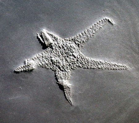 Baliactis_Bundenbach Baliactis_Bundenbach