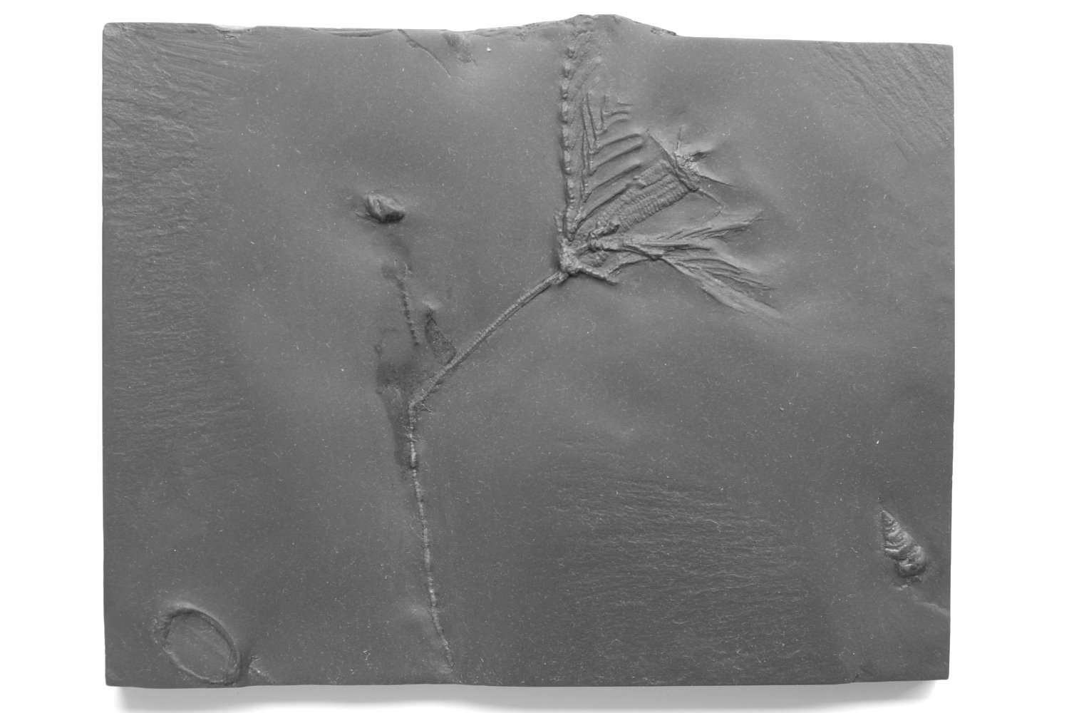 Bathericrinus hystrix; Bundenbach