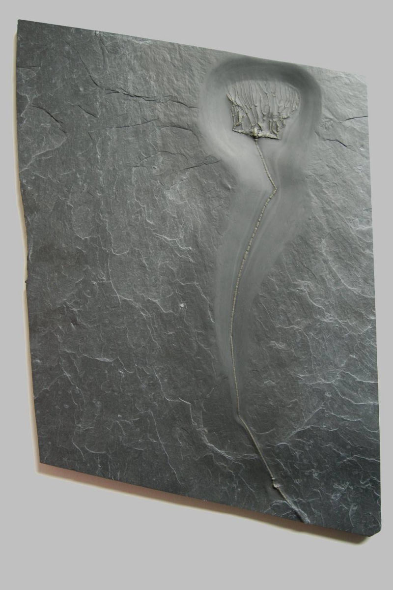 Taxocrinus stuertzi; Bundenbach