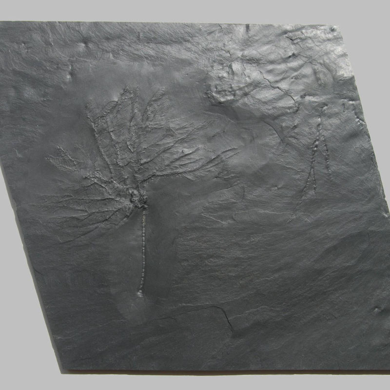 Hapalocrinus sp., Gastrocrinus giganteus; Bundenbach