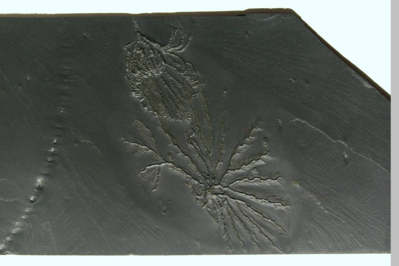 Taxocrinus stuertzi, Imitatocrinus gracilor; Bundenbach