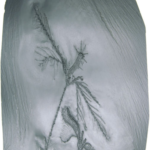 Bathericrinus hystrix, Bundenbach