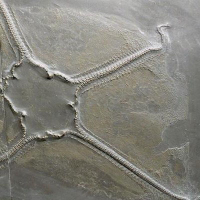 Cheiropteraster giganteus, Bundenbach