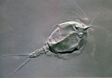 Bundenbach_Fossilien_Arthropoda