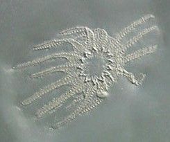 Helianthaster_rhenanus_Bundenbach Helianthaster_rhenanus_Bundenbach