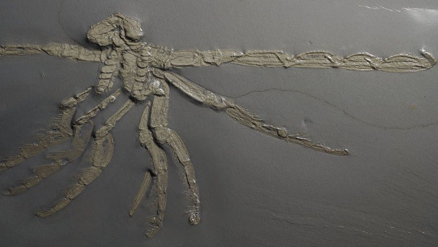 Palaeoisopus_Bundenbach Palaeoisopus_Bundenbach