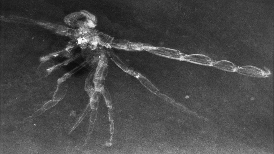 Palaeoisopus x-ray Palaeoisopus_xray