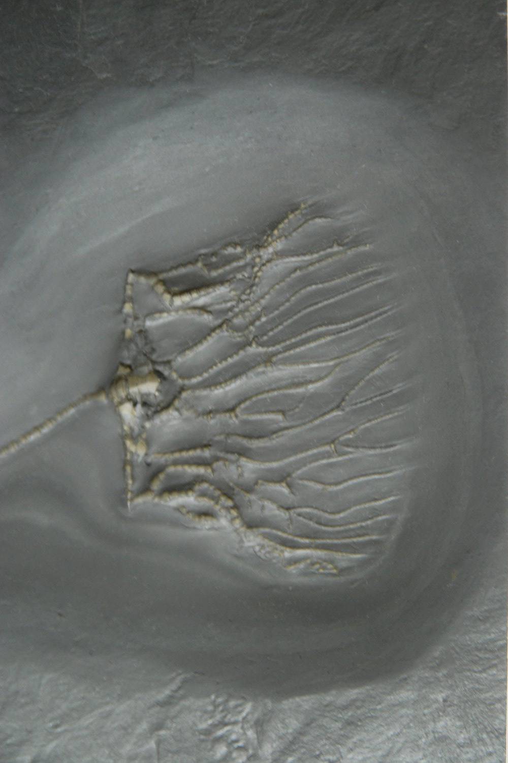 Taxocrinus stuertzi; Bundenbach