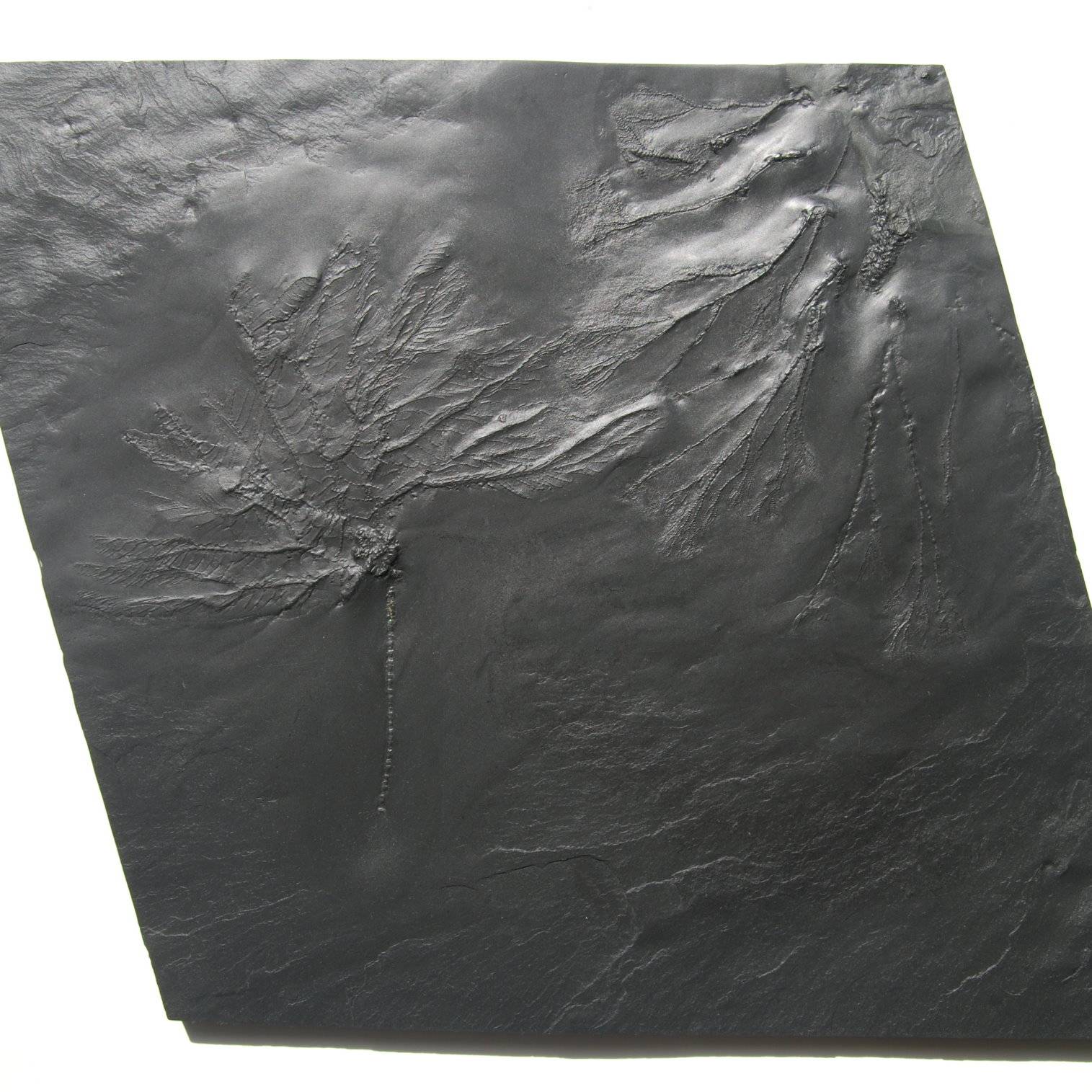 Hapalocrinus sp., Gastrocrinus giganteus; Bundenbach