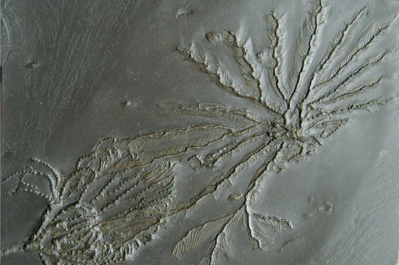 Taxocrinus stuertzi, Imitatocrinus gracilor; Bundenbach