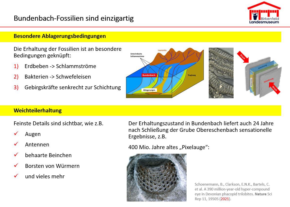 Bundenbach-Fossilien_Museum_04
