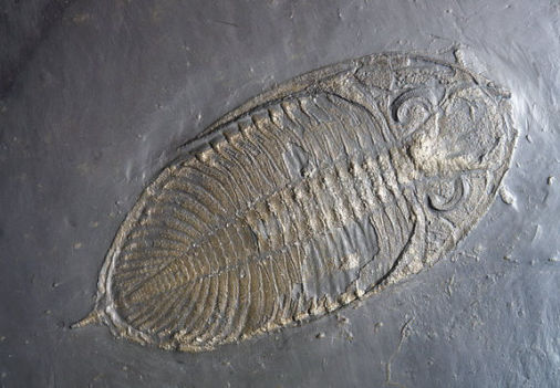 Odontochile rhenanus, Bundenbach