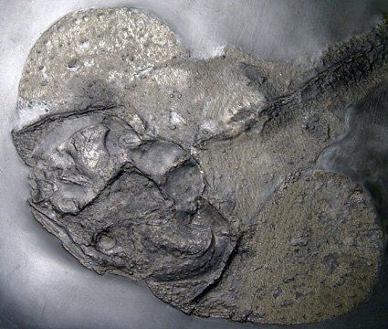 Gemuendina stuertzi_Bundenbach Gemuendina_stuertzi_Bundenbach