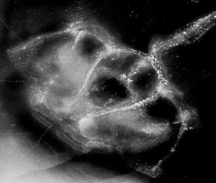 Gemuendina stuertzi xray Gemuendina stuertzi_xray