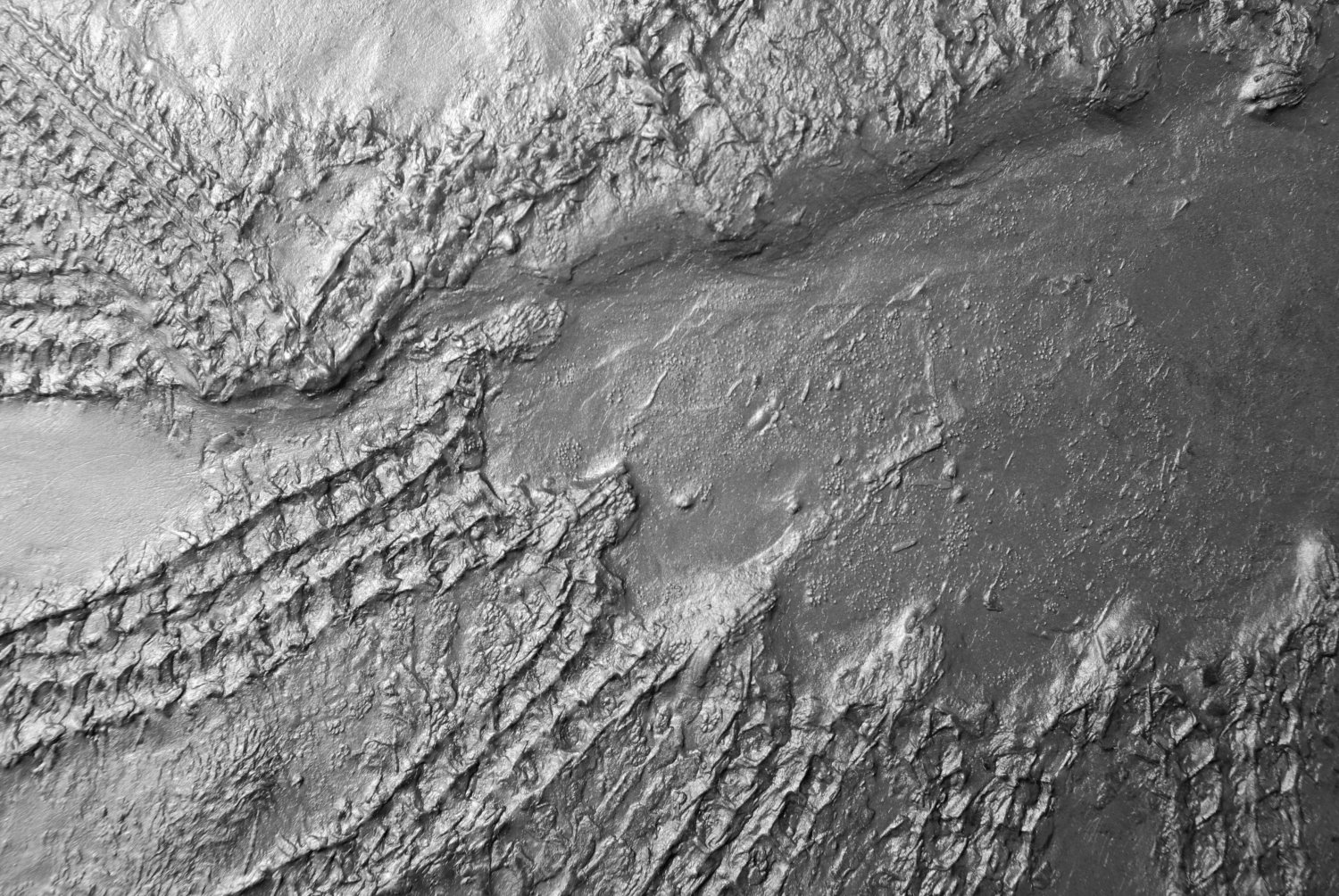 Heliantaster_rhenanus_Bundenbach_Detail