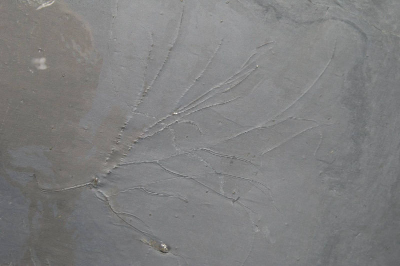 Follicrinus grebei, Bundenbach