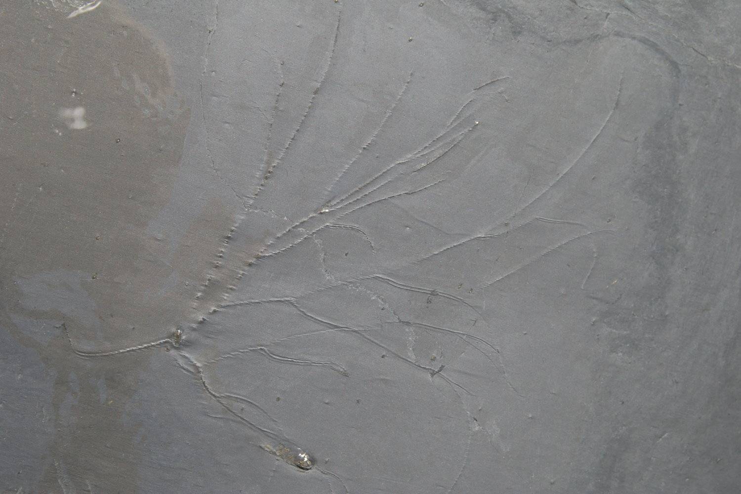 Follicrinus grebei, Bundenbach