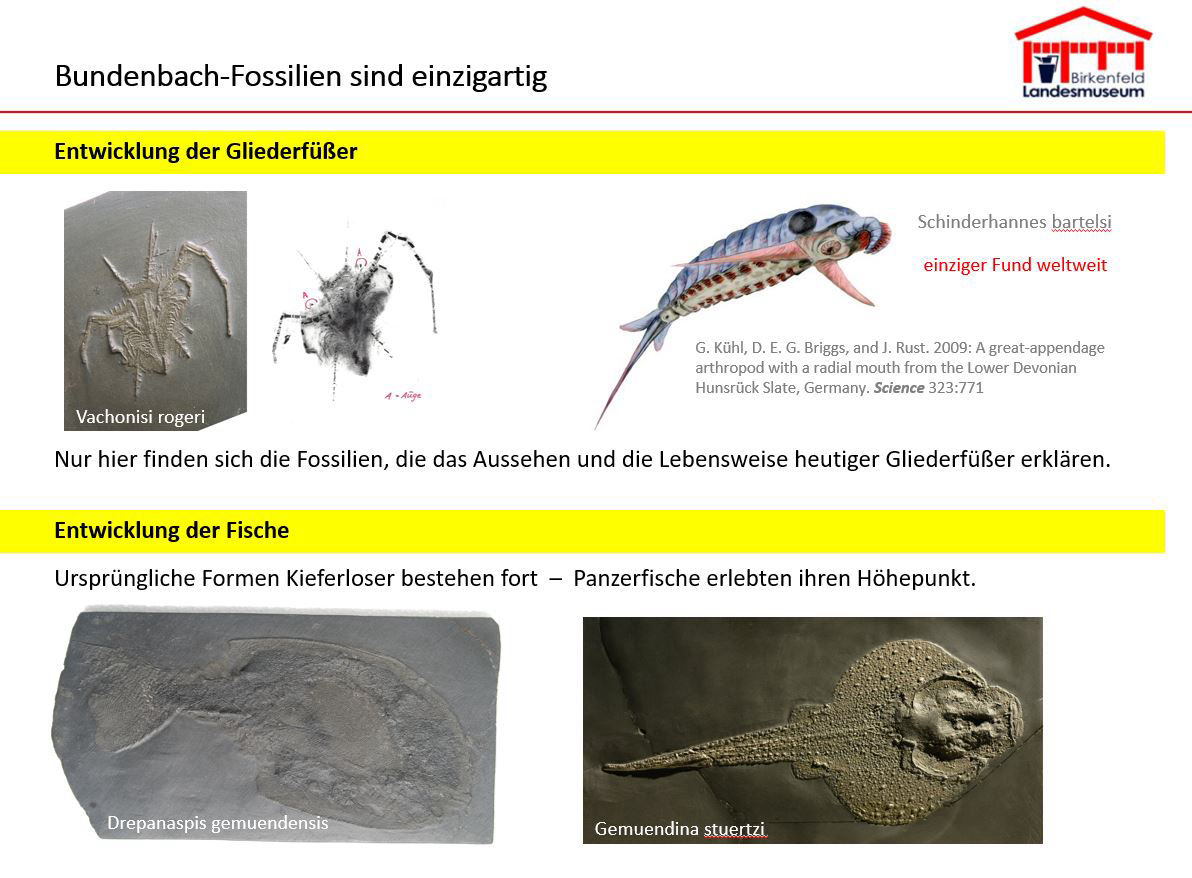 Bundenbach-Fossilien_Museum_05