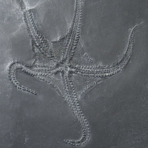 Encrinaster roemeri, Bundenbach