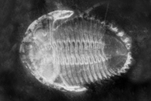 Rhenops X-Ray Rhenops_X-Ray