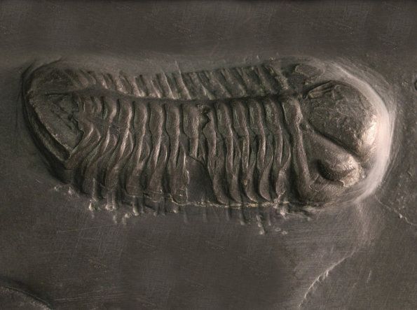 Chotecops_ferdinandi_Bundenbach Chotecops_ferdinandi_Bundenbach