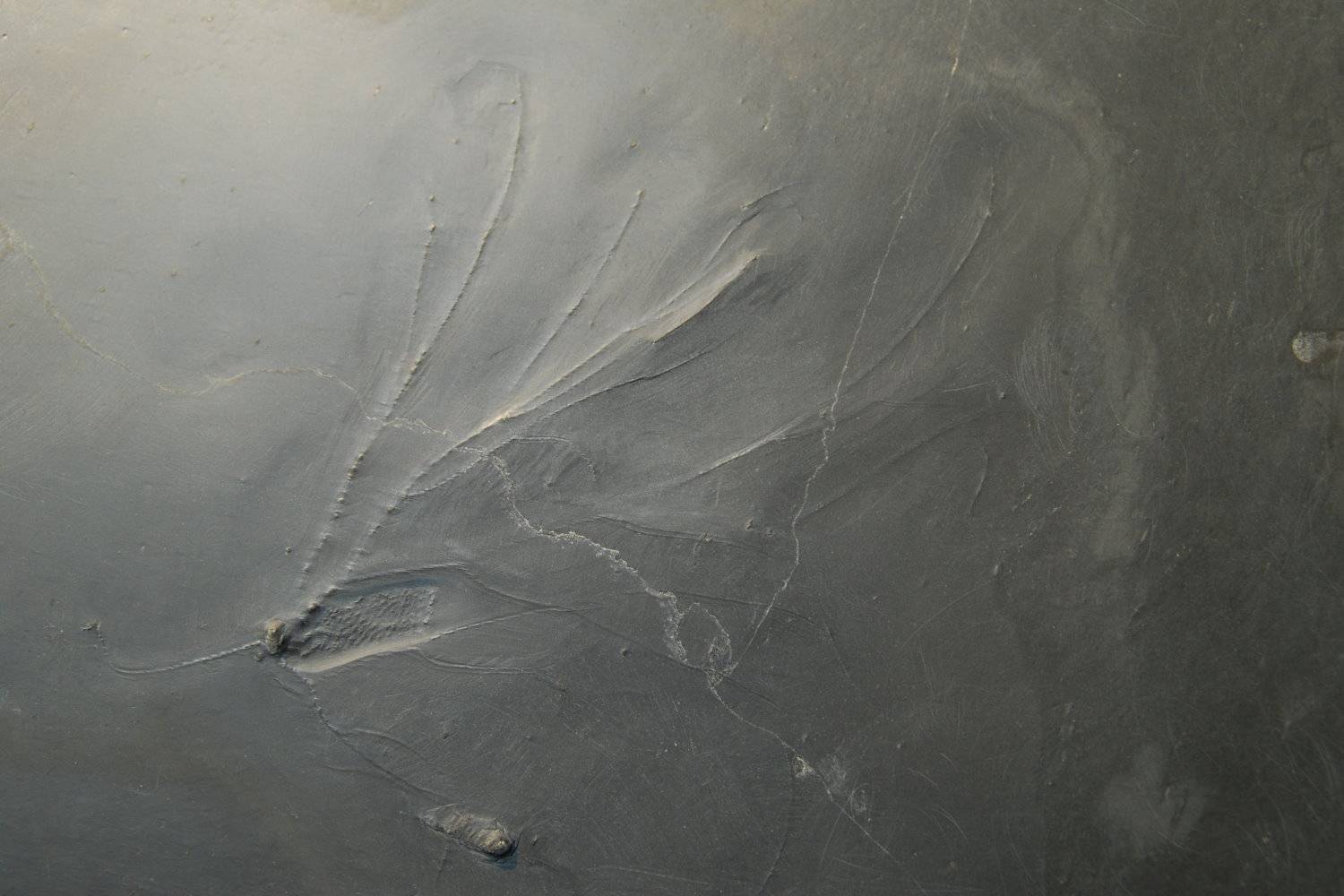 Follicrinus grebei, Bundenbach