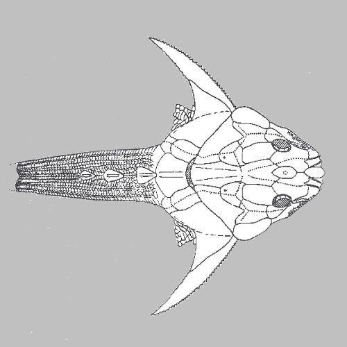 Bundenbach_Lunaspis_heroldi_scetch