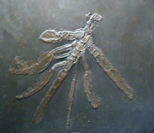 Palaeoisopus problematicus_Bundenbach Palaeoisopus_problematicus_Bundenbach