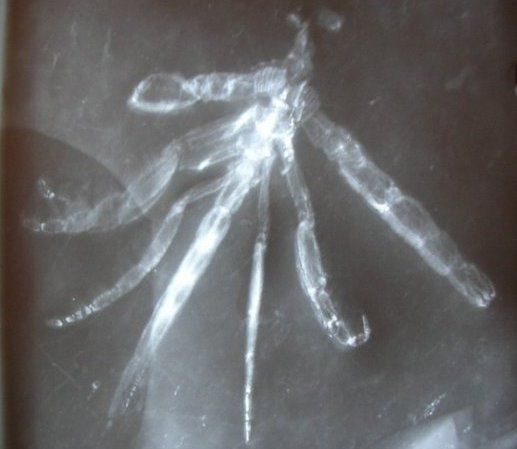 Palaeoisopus problematicus X-Ray Palaeoisopus_problematicus_X-Ray