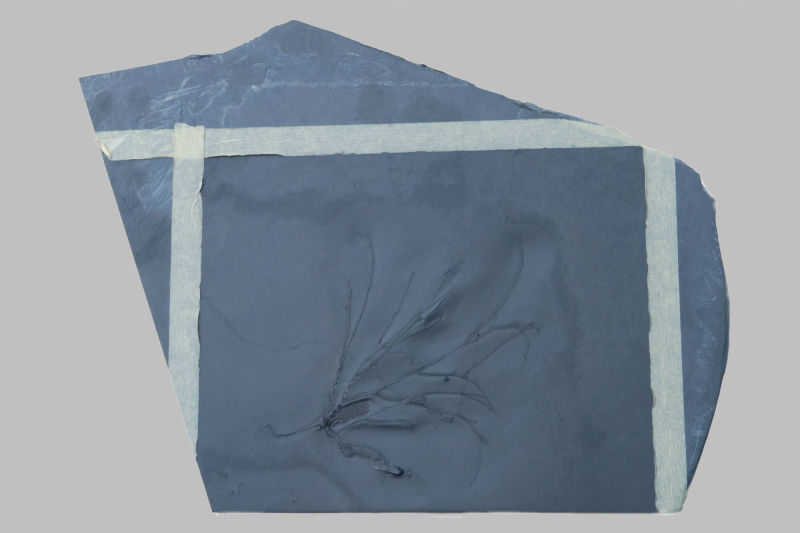 Follicrinus grebei, Bundenbach