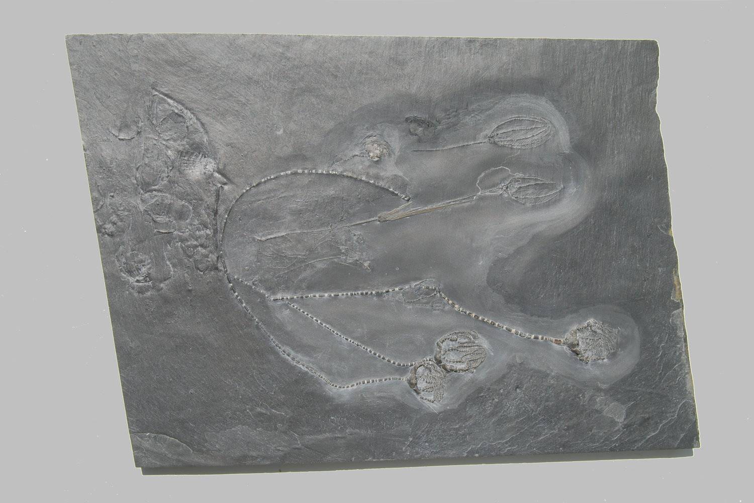 Taxocrinus stuertzi, Bundenbach