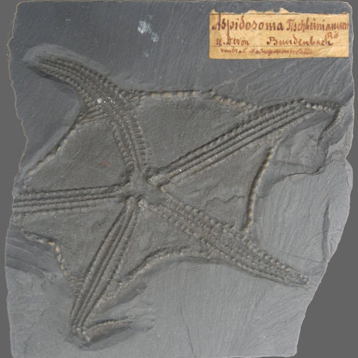 Euzonosoma tischbeinianum, Bundenbach