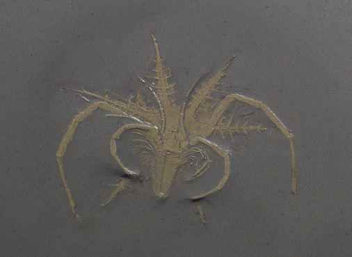 Mimetaster hexagonalis, Bundenbach