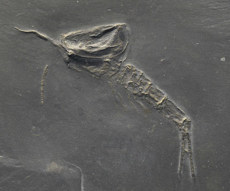 Nahecaris stuertzi_Bundenbach Nahecaris_stuertzi_Bundenbach