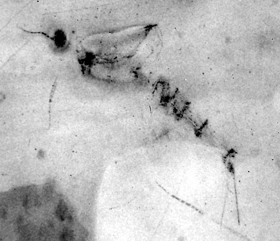 Nahecaris X-Ray Nahecaris_X-Ray