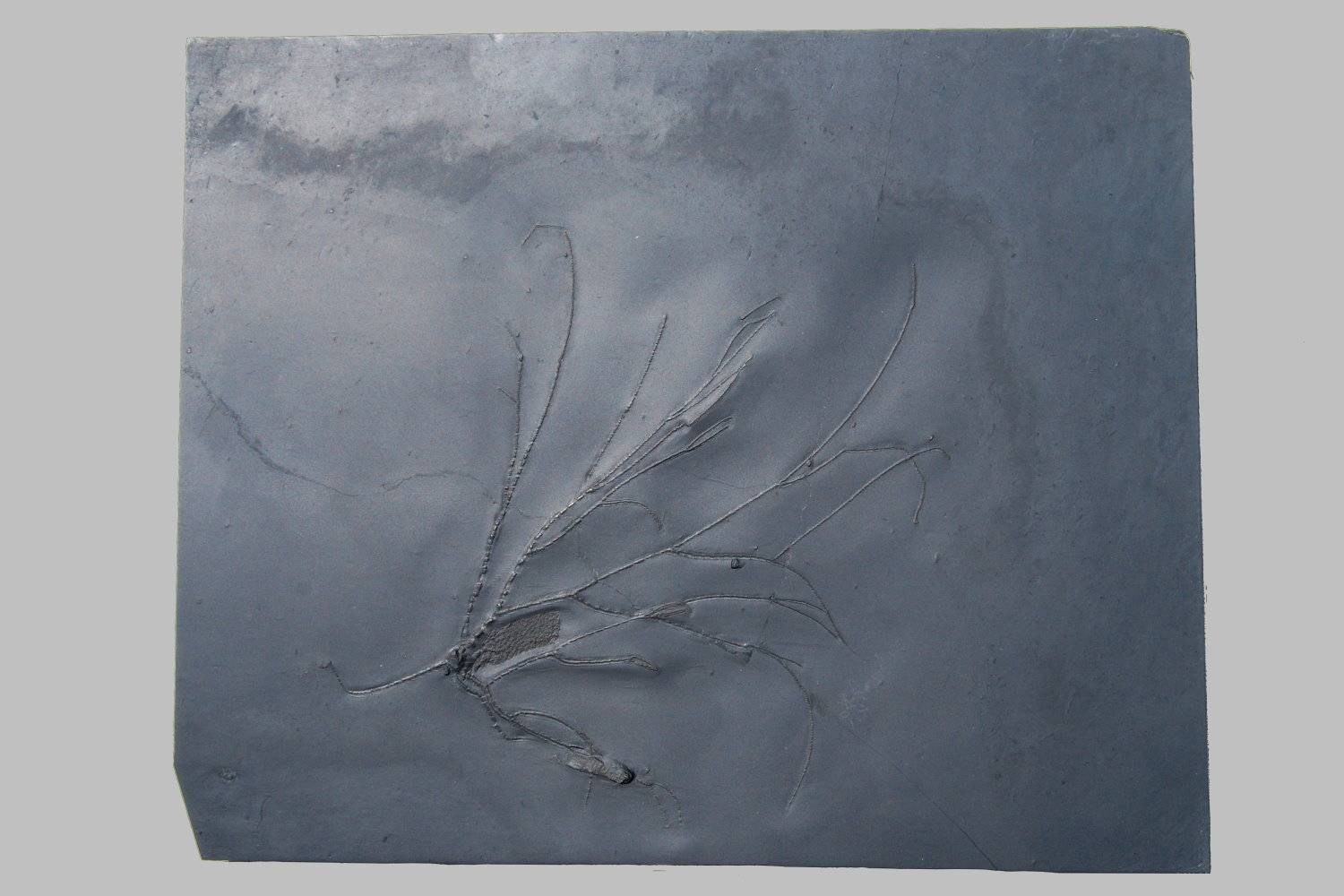 Follicrinus grebei, Bundenbach