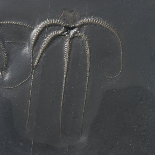 Furcaster decheni, Bundenbach