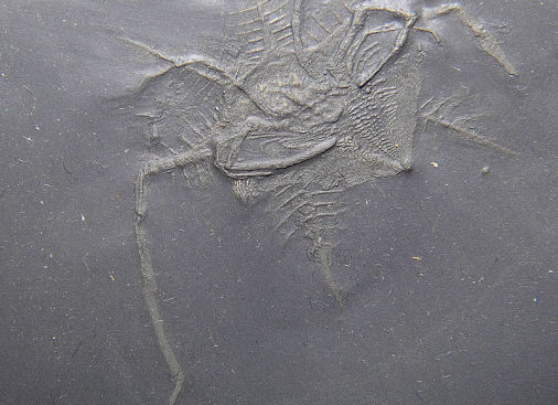 Mimetaster hexagonalis, Bundenbach