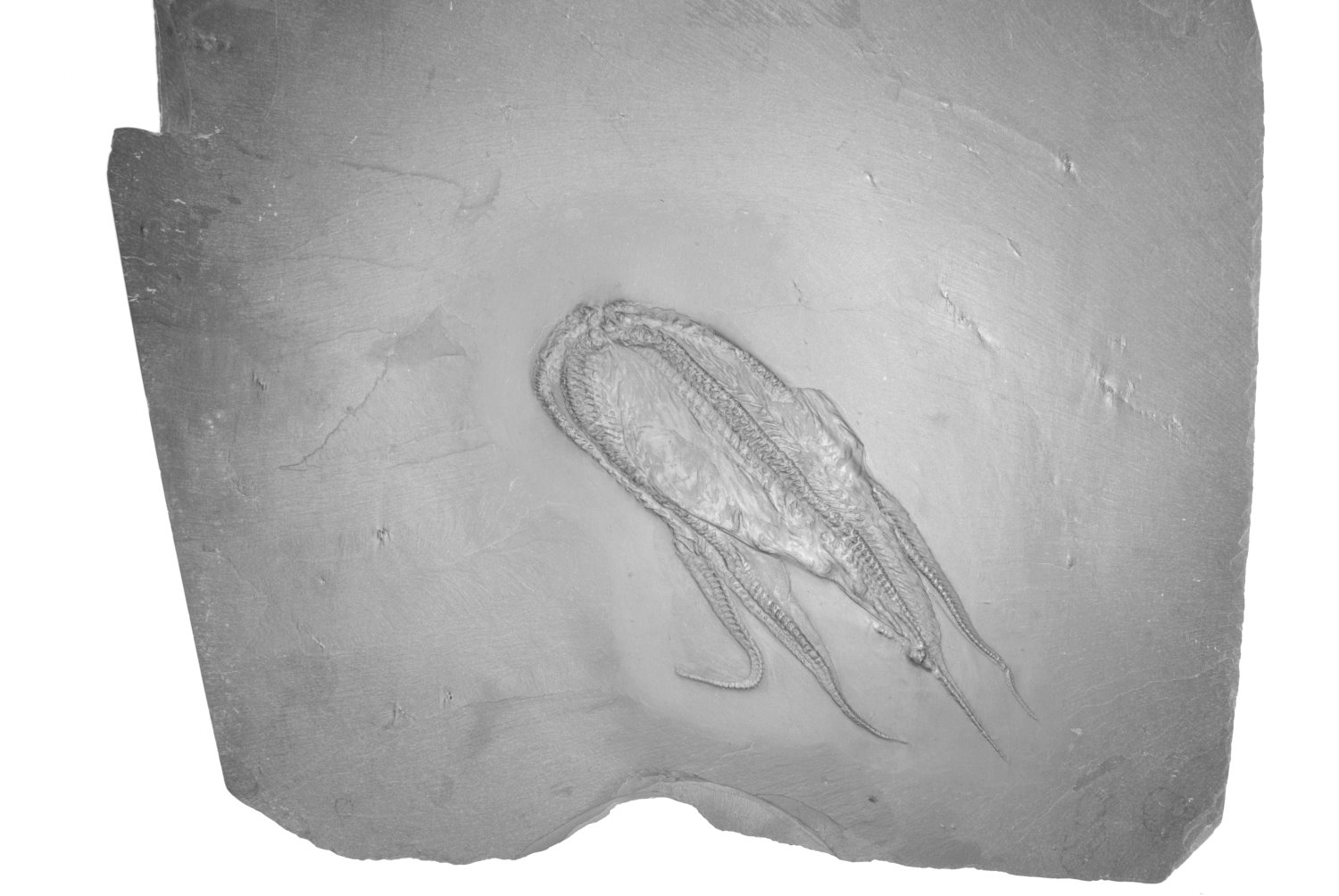 Loriolaster_mirabilis_Bundenbach