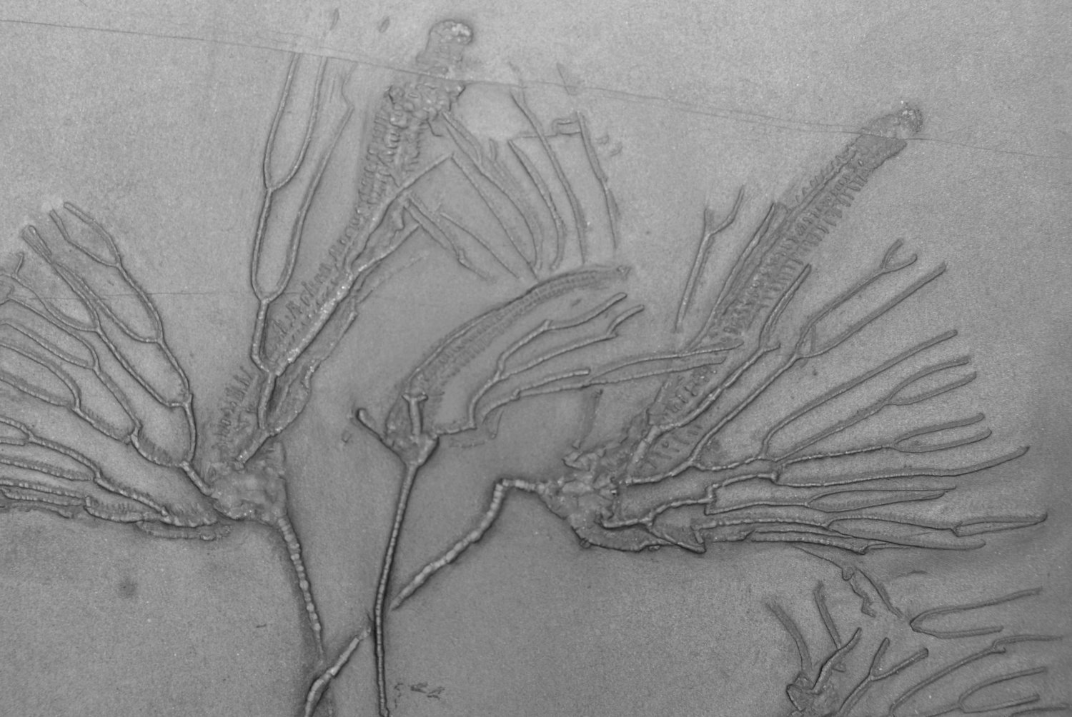 09_02_Parisangulocrinus zaeformis; Bundenbach_Detail