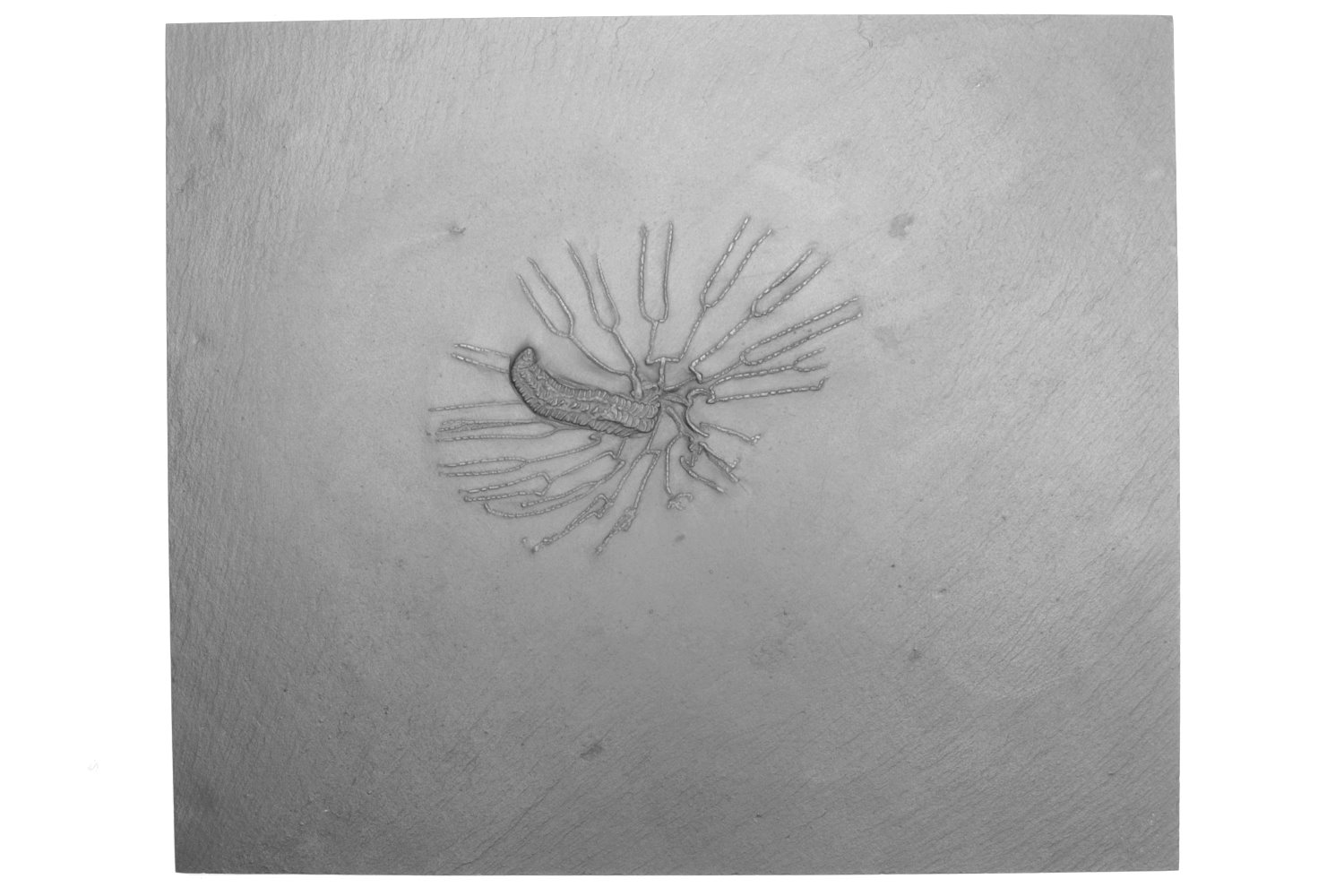 Parisangulocrinus zaeformis; Bundenbach